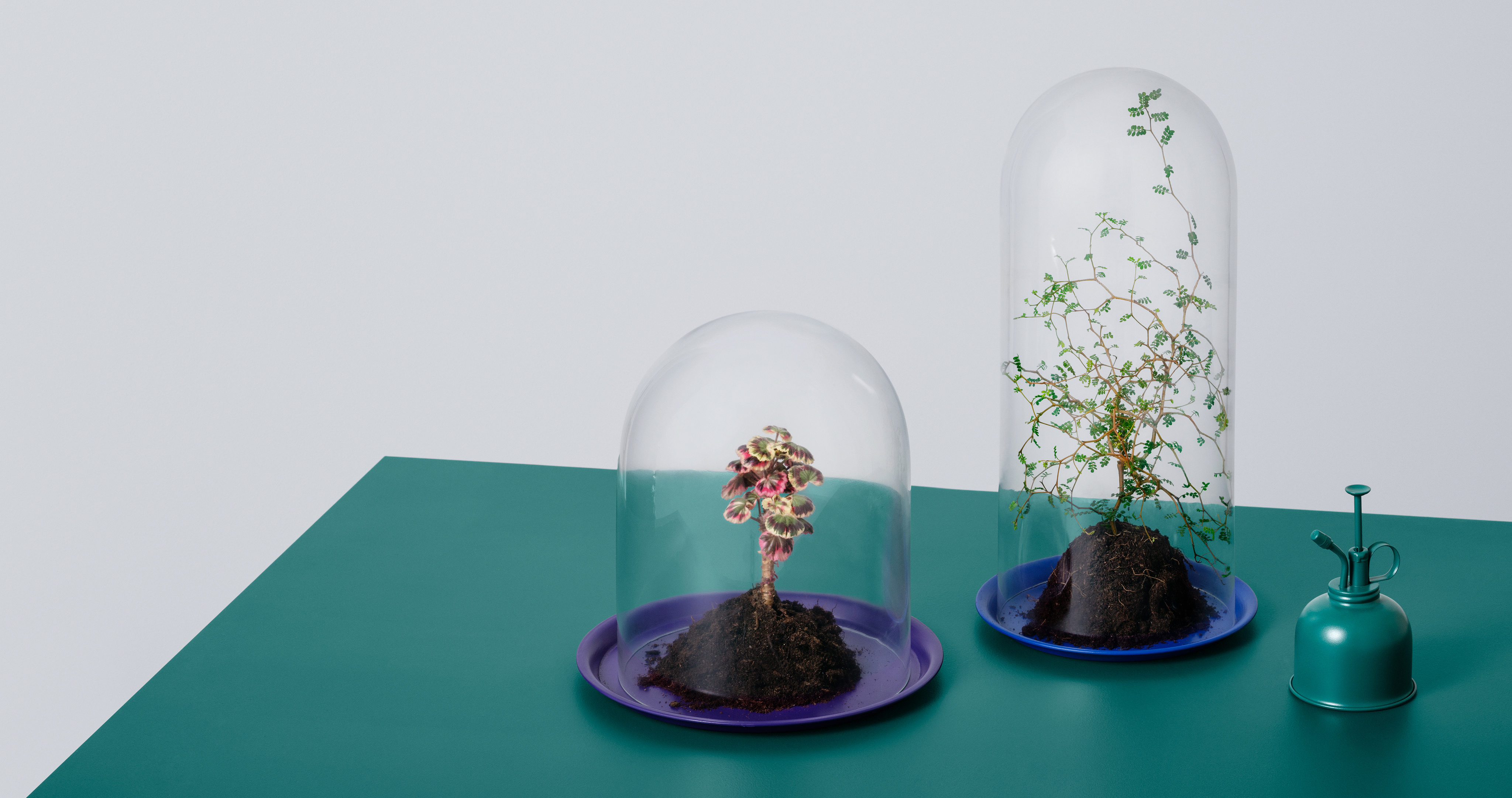 Trygghet Två blommor på ett bord